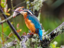 Kingfisher - Zimorodek